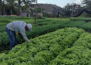 Hortão Municipal distribuiu mais de 64 mil quilos de verduras e legumes a população francisquense