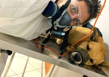 Programa Bem-estar Animal funciona a todo vapor em Barra de São Francisco