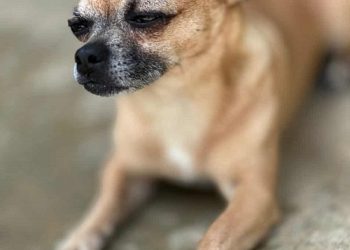 Após dois anos desaparecido, cãozinho Thor reencontra família em Barra de São Francisco