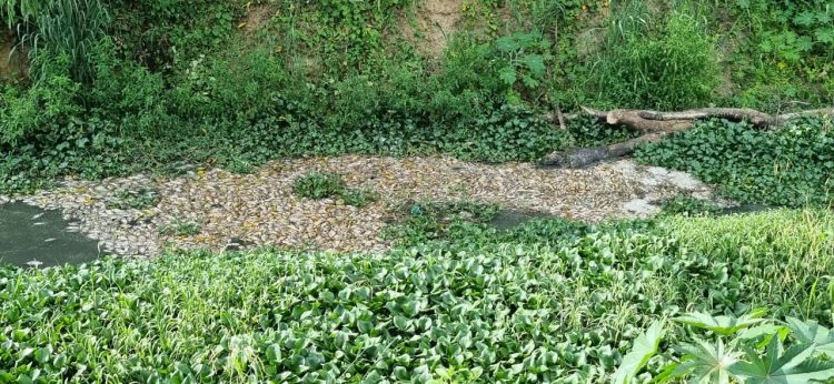 Estiagem em Barra de São Francisco: Prefeitura mobiliza maquinário para retirar peixes mortos dos rios Itaúnas e São Francisco