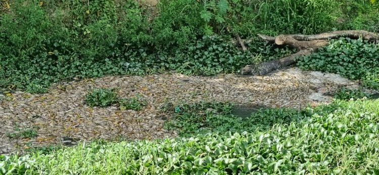 Estiagem em Barra de São Francisco: Prefeitura mobiliza maquinário para retirar peixes mortos dos rios Itaúnas e São Francisco