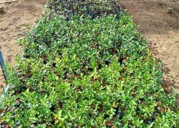 Mais de 20.800 mil mudas de árvores nativas e frutíferas foram distribuídos em Barra de São Francisco em 6 anos e cinco meses de gestão, 2021 a 2026