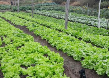 Secretaria Municipal de Agricultura francisquense divulga relatório de atividades referente ao mês de julho