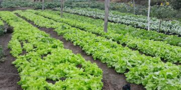 Secretaria Municipal de Agricultura francisquense divulga relatório de atividades referente ao mês de julho