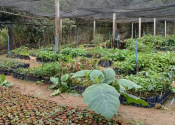 Em 5 anos e 8 meses, gestão 2021–2026 distribui mais de 22 mil mudas de árvores nativas e frutíferas em Barra de São Francisco.