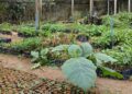 Barra de São Francisco já distribuiu mais de 29 mil mudas de árvores nativas e frutíferas em cinco anos e dez meses de gestão