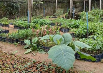 Barra de São Francisco já distribuiu mais de 29 mil mudas de árvores nativas e frutíferas em cinco anos e dez meses de gestão